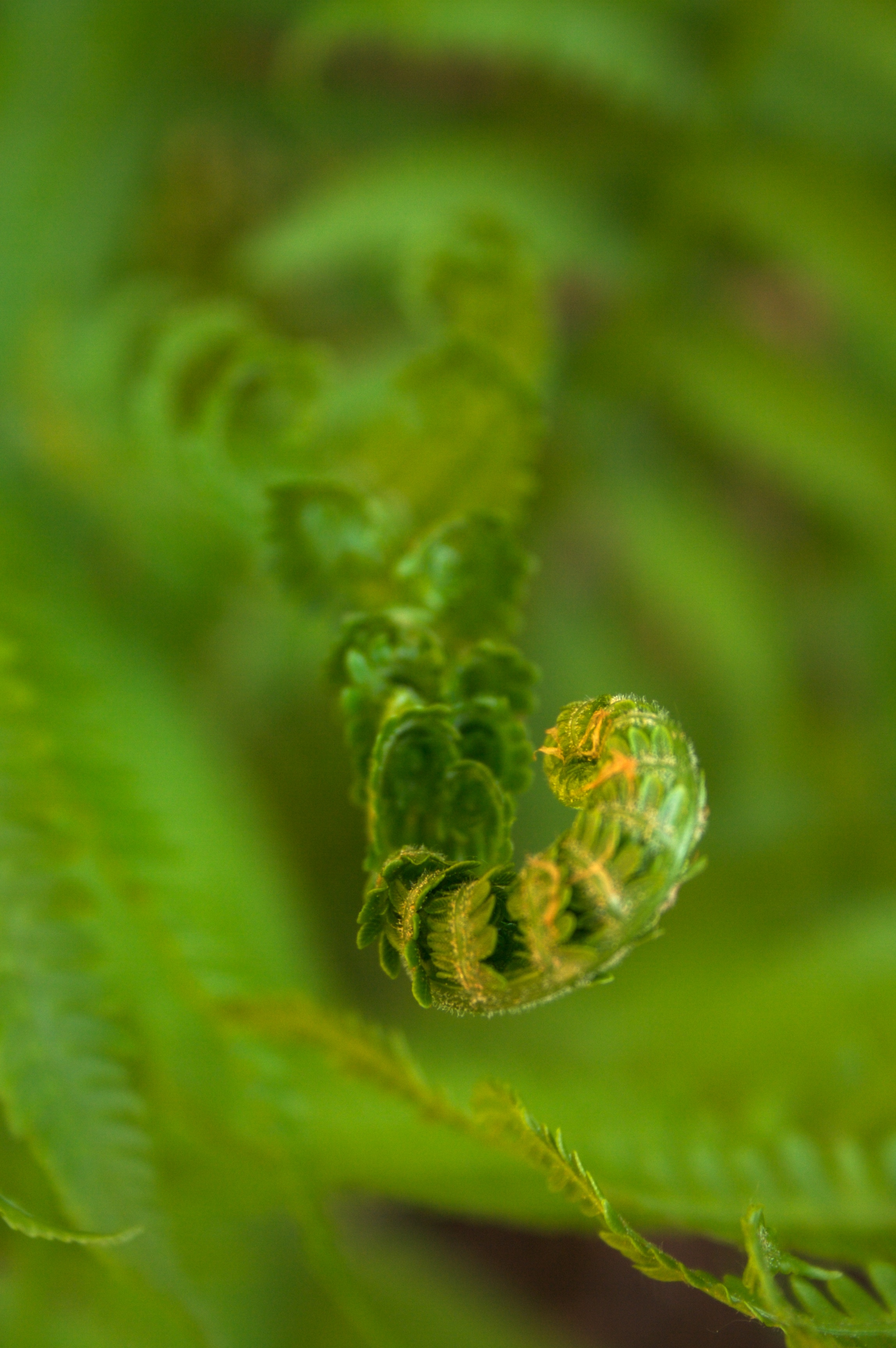unfurled