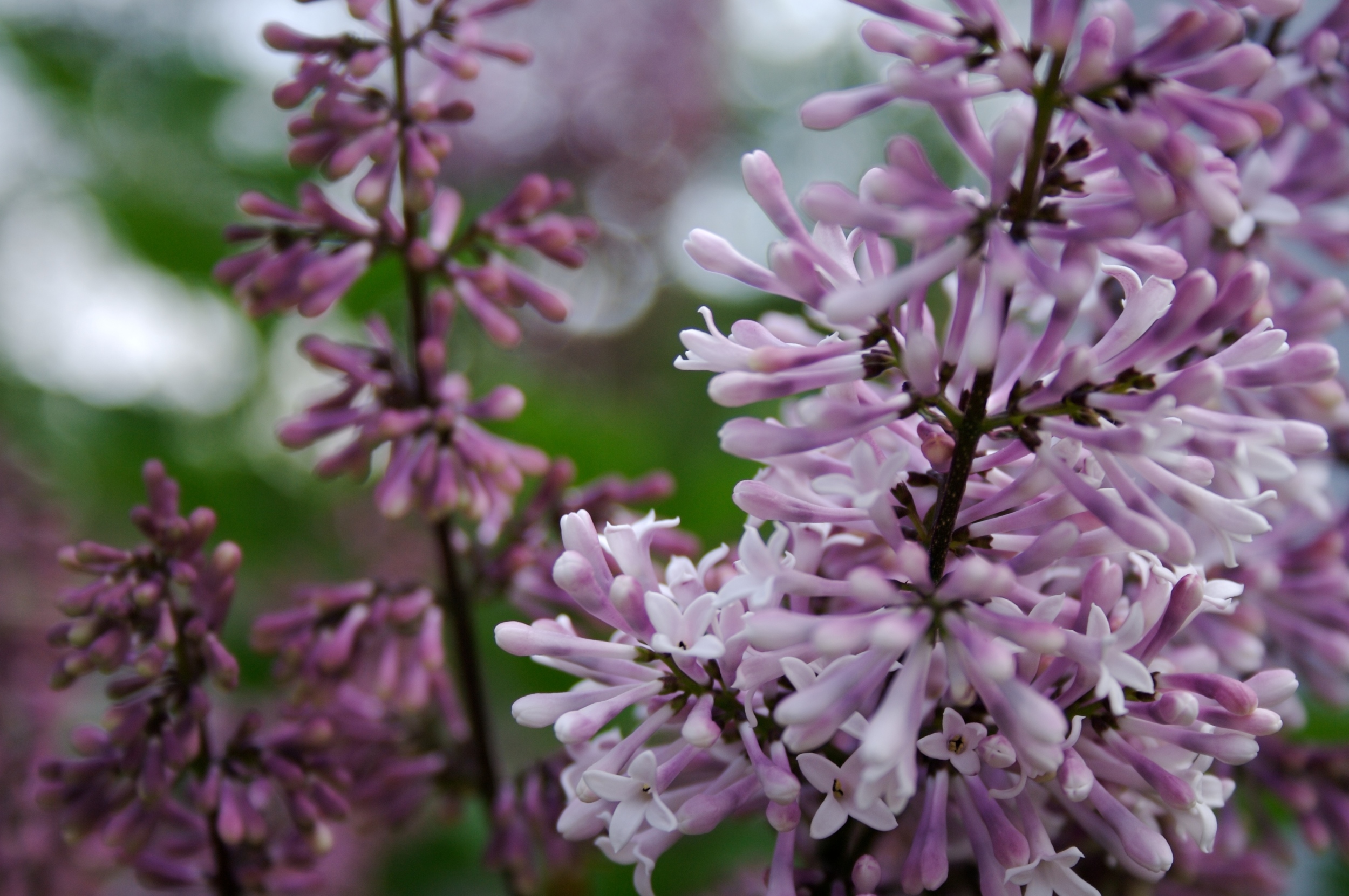 lilac bokeh