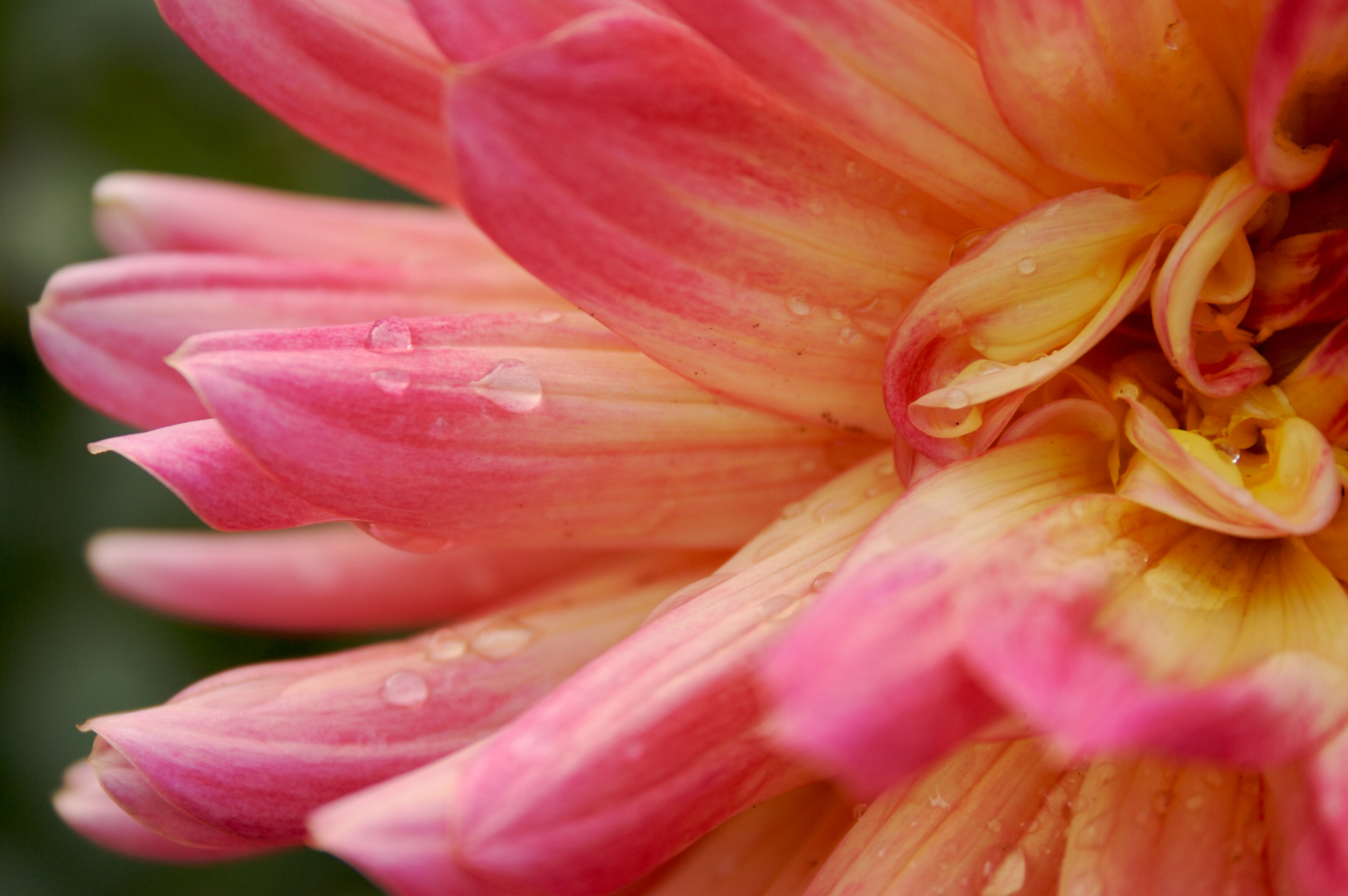 drops