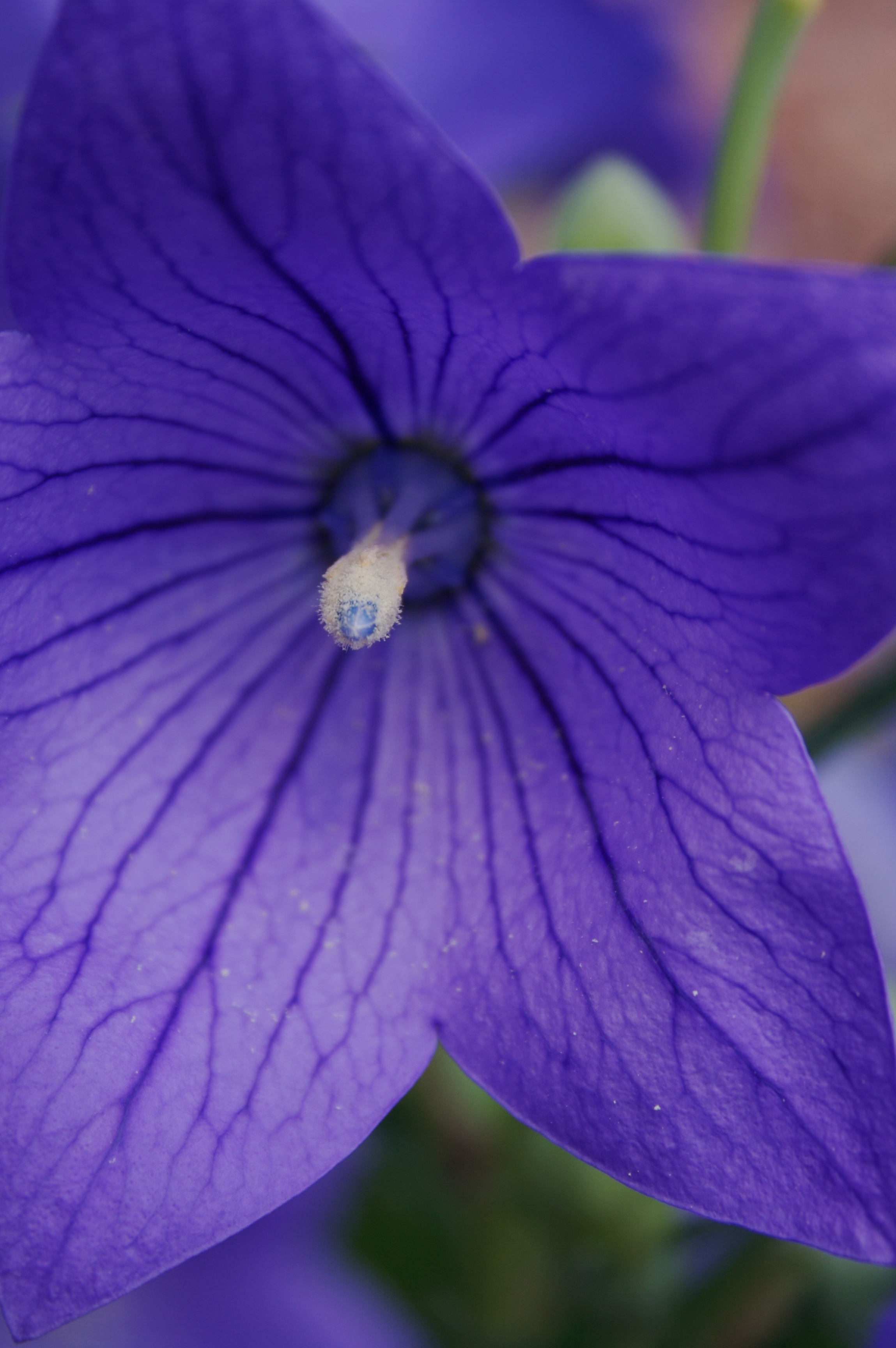 balloon flower macro