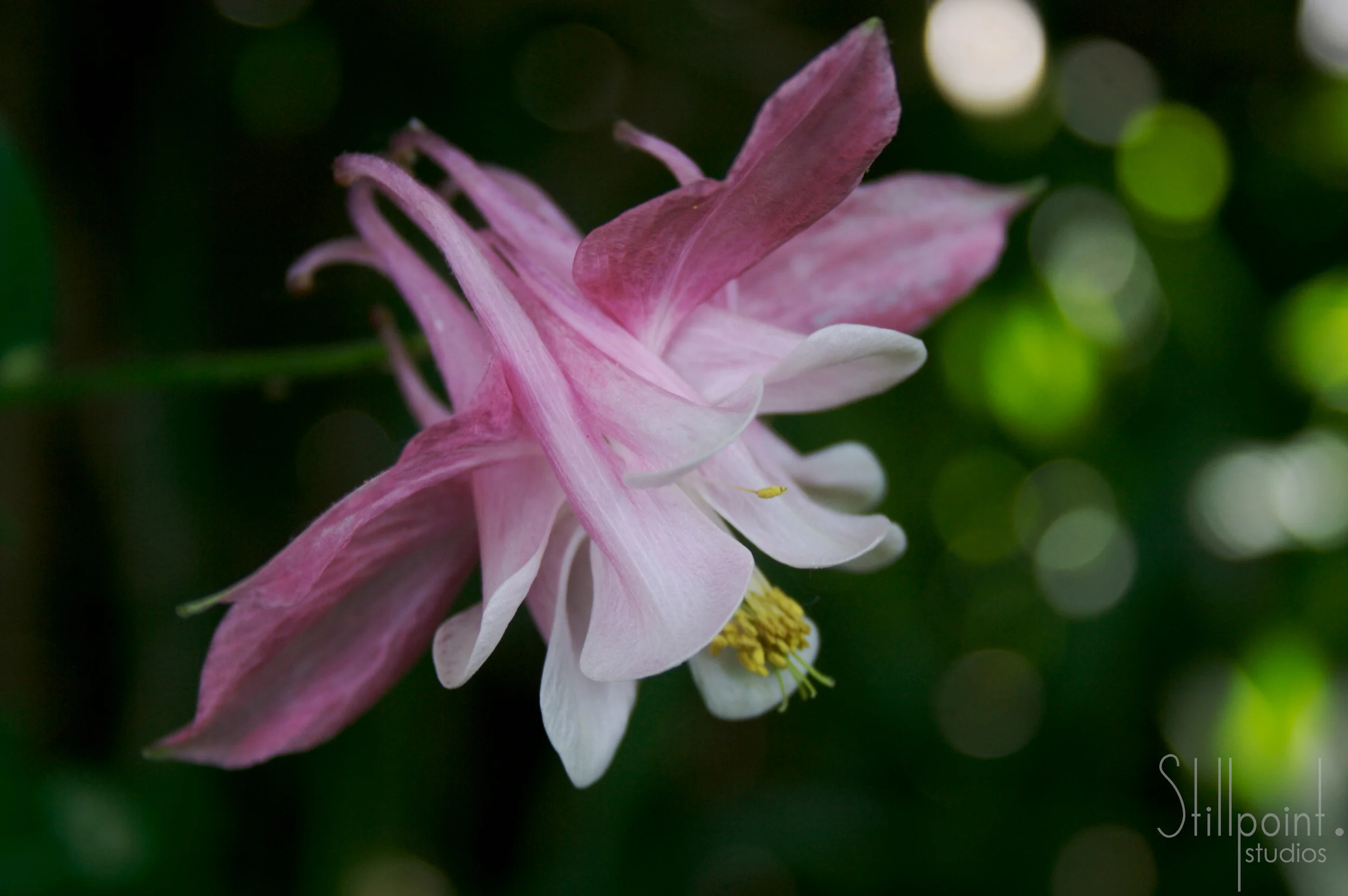 Columbine Bokeh