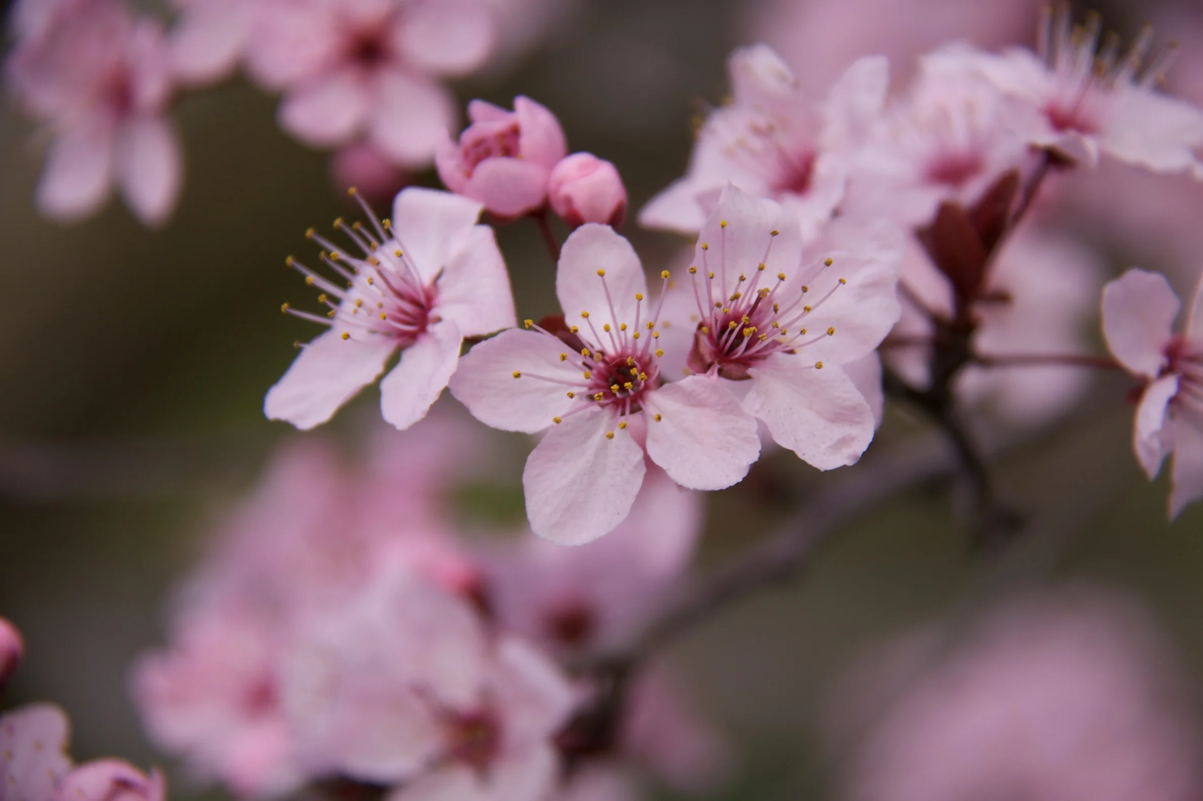 tickled pink