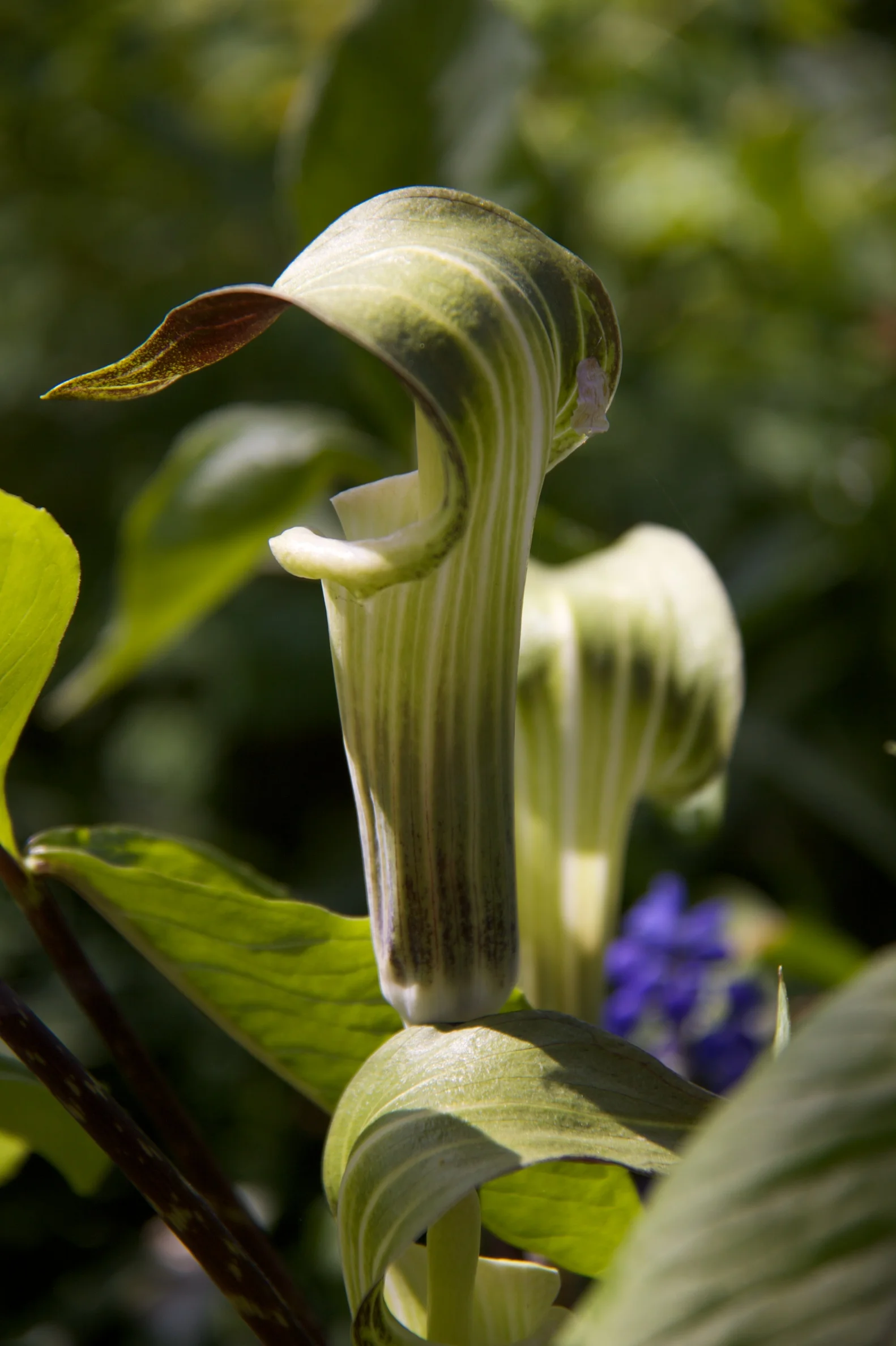 jack-in-the-pulpit