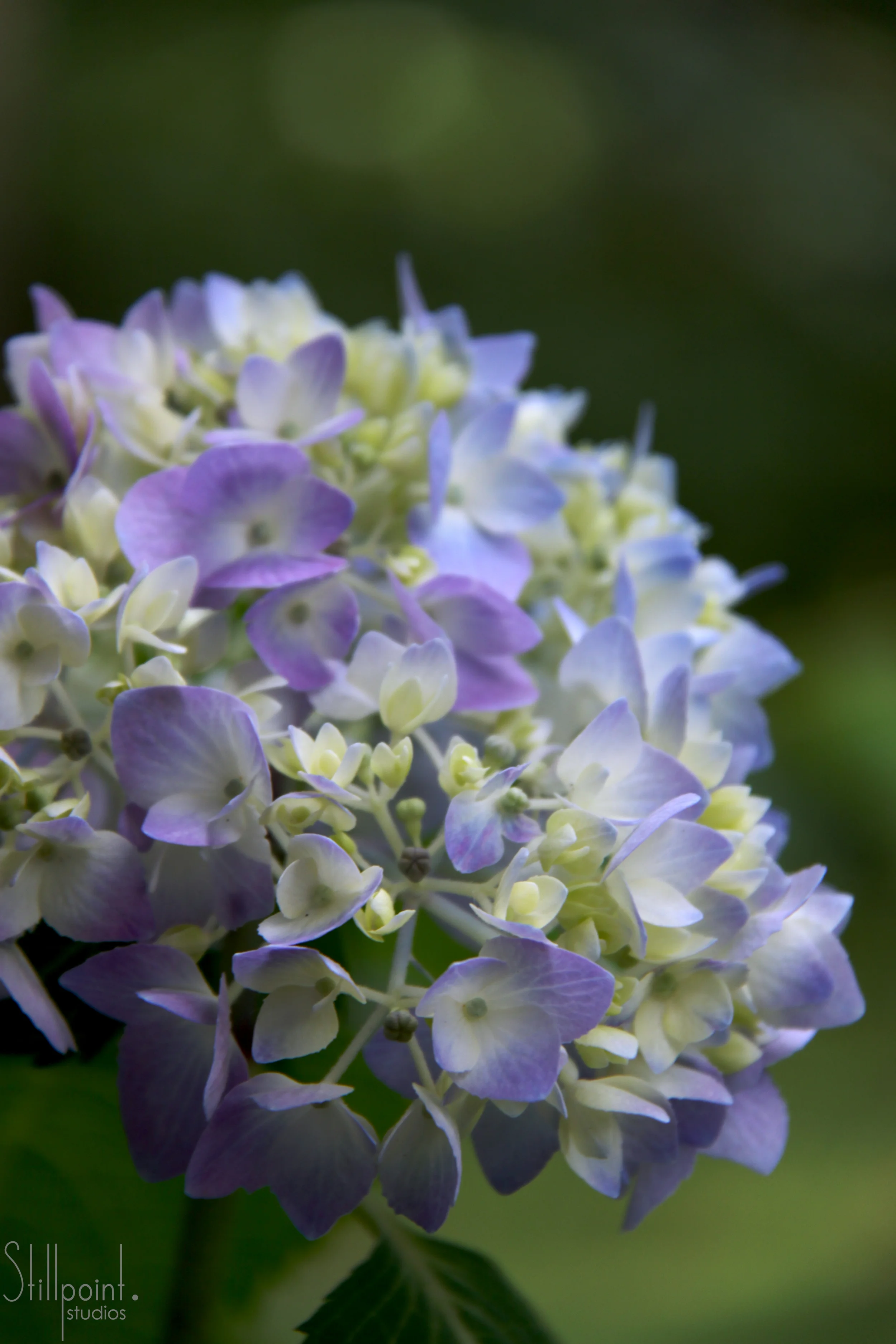 hydrangea