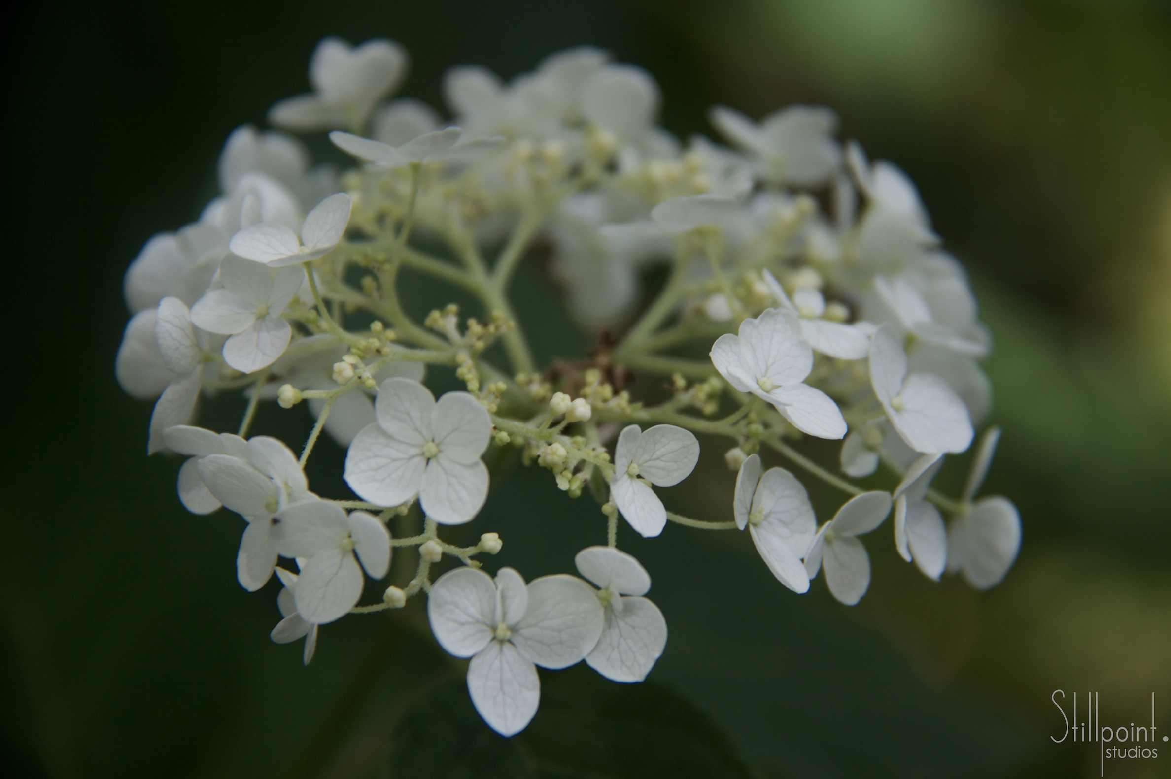 ring of petals