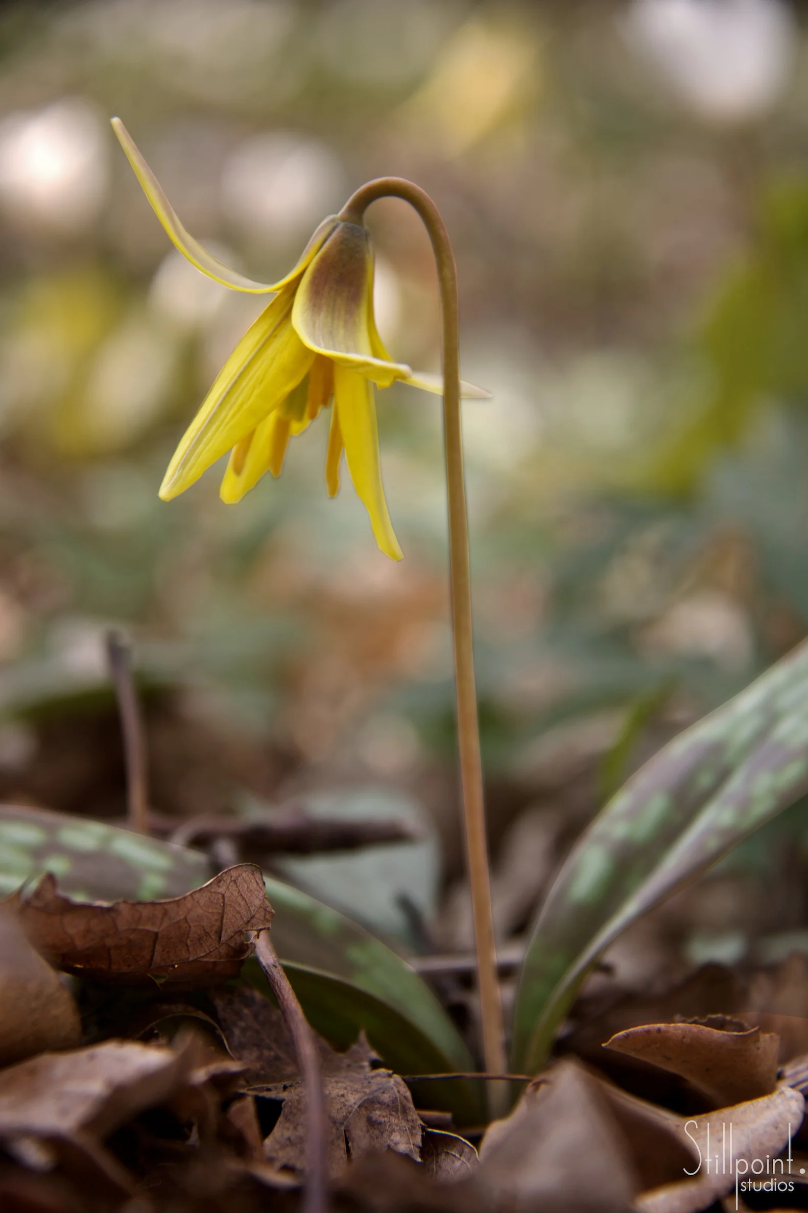 Yellow Trout Lilly