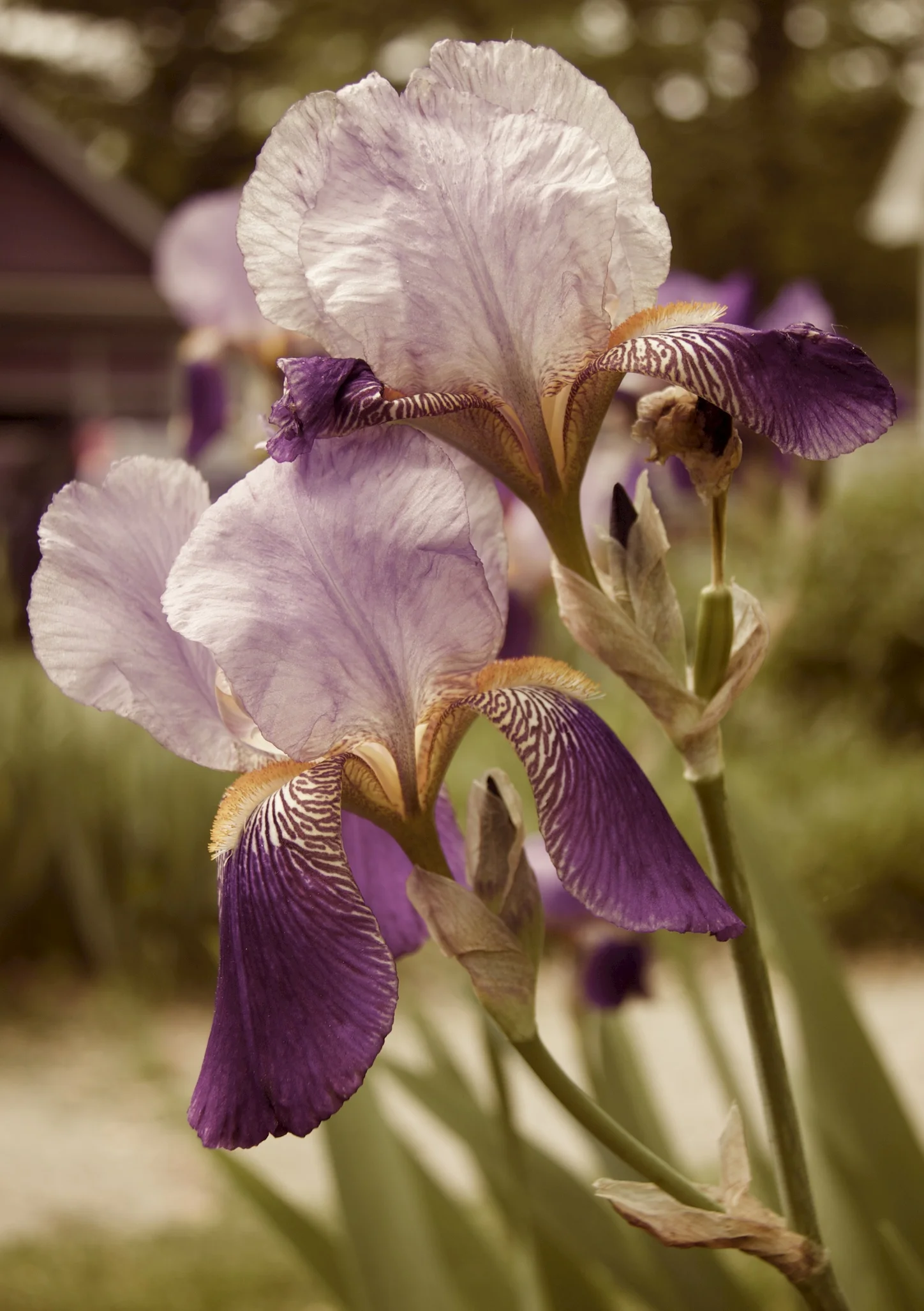 purple pair