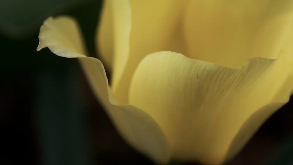 yellow cup