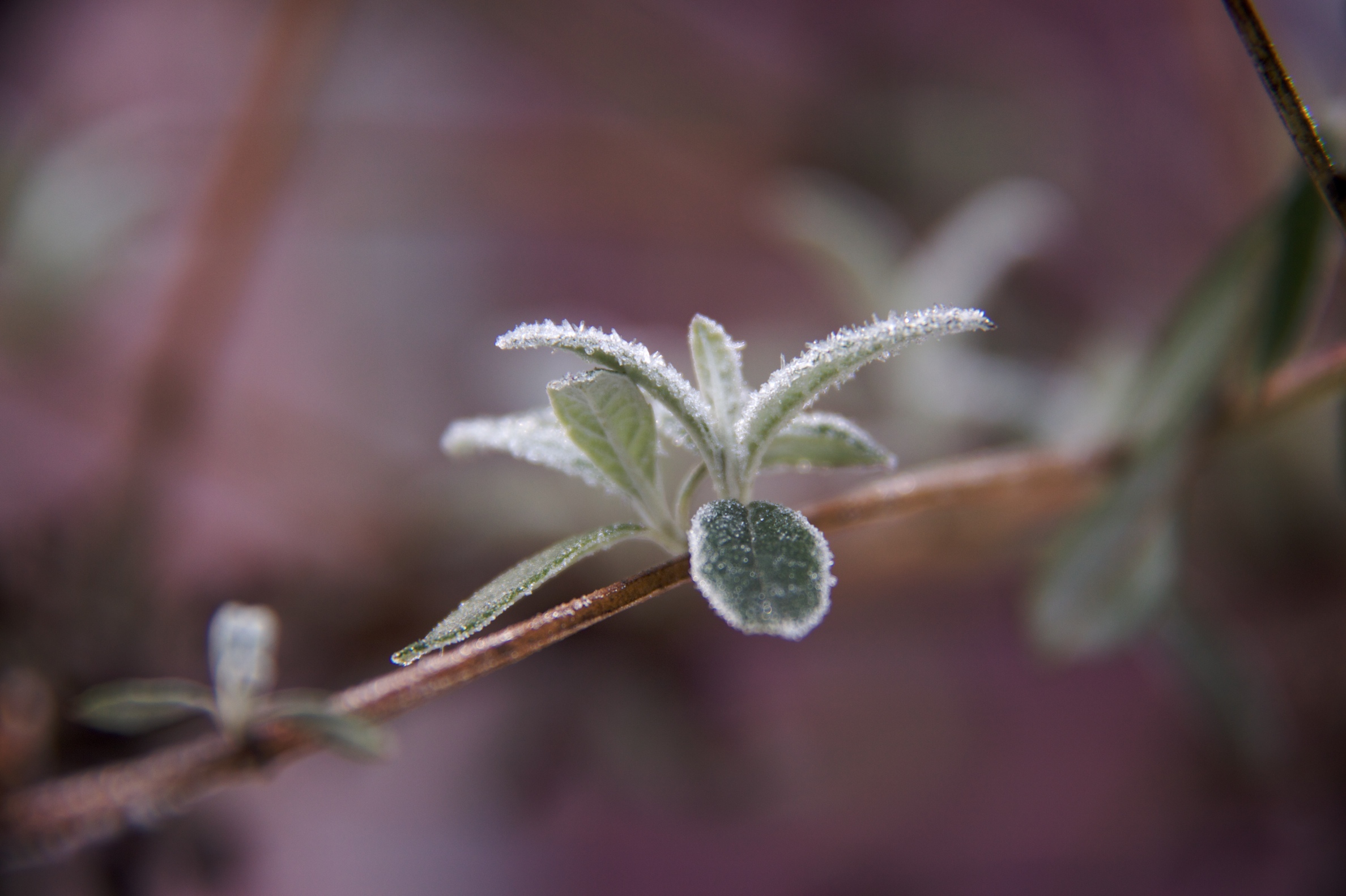 winter-gilt