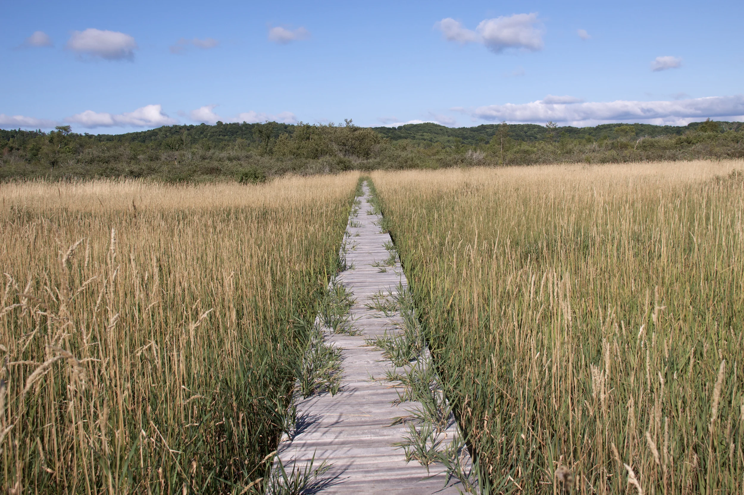 the path