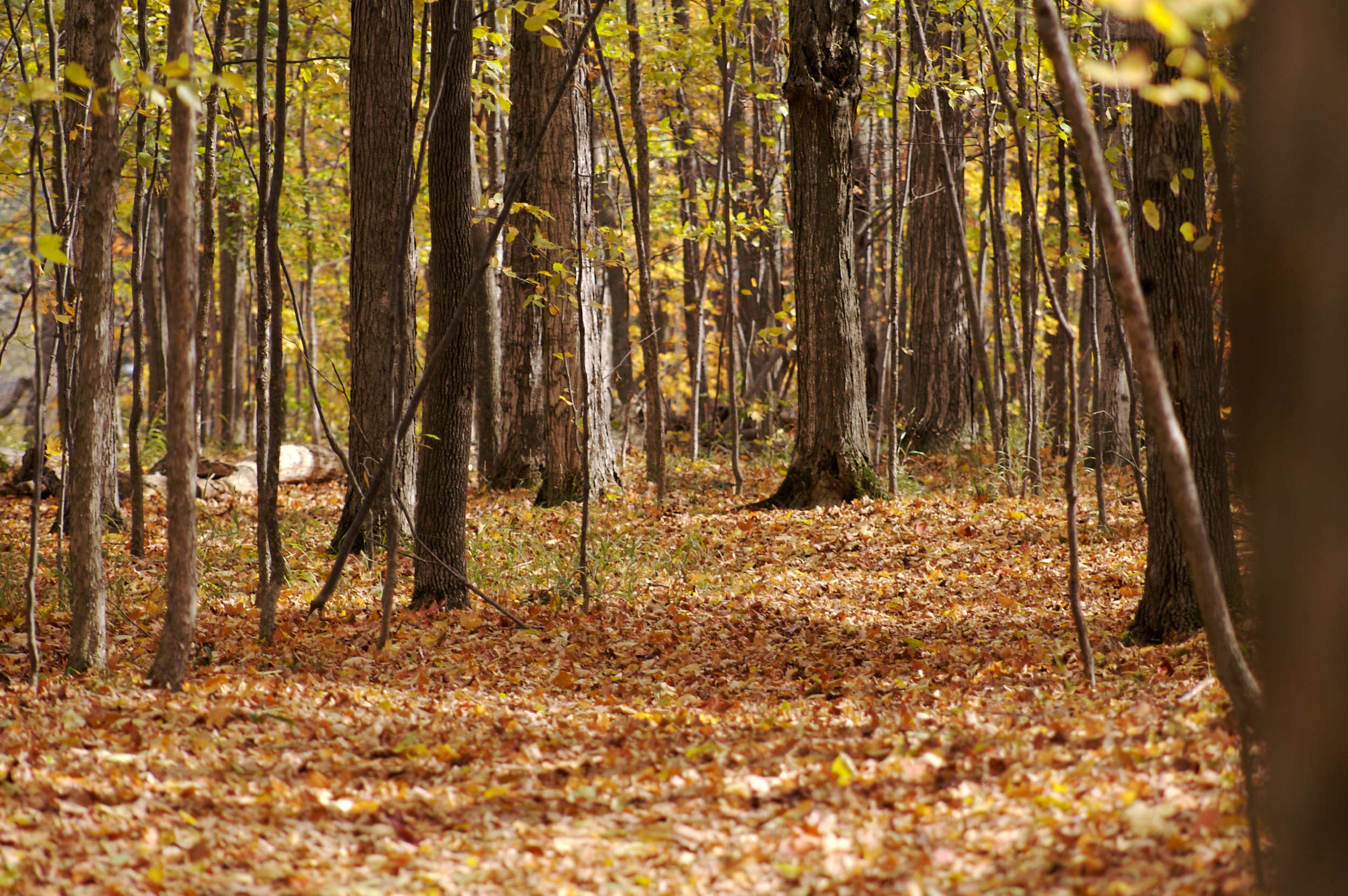 fall in the forest