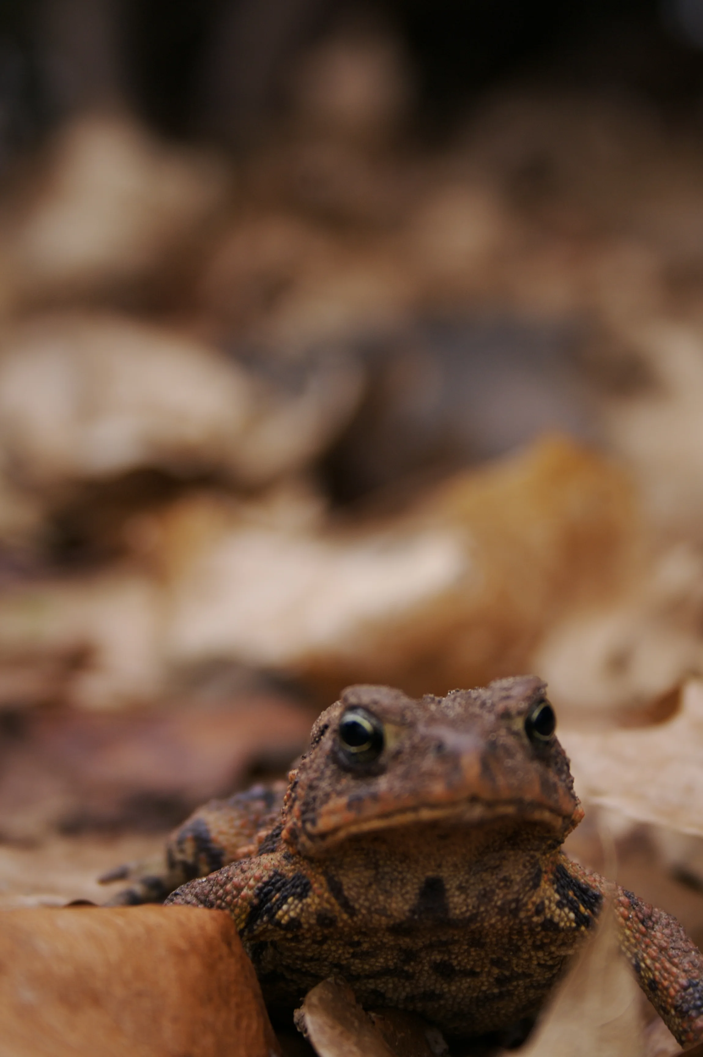 toad