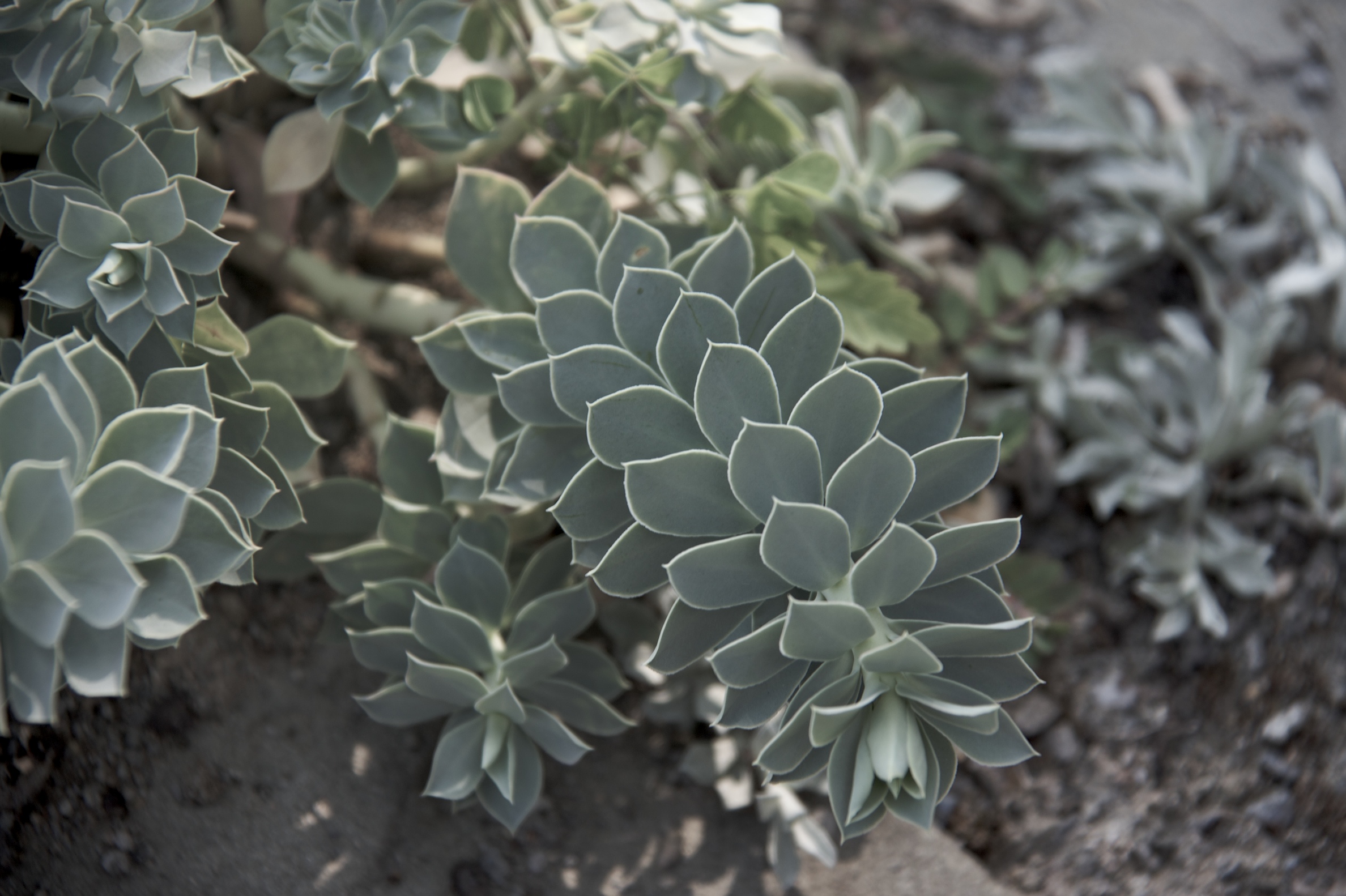 silver succulent