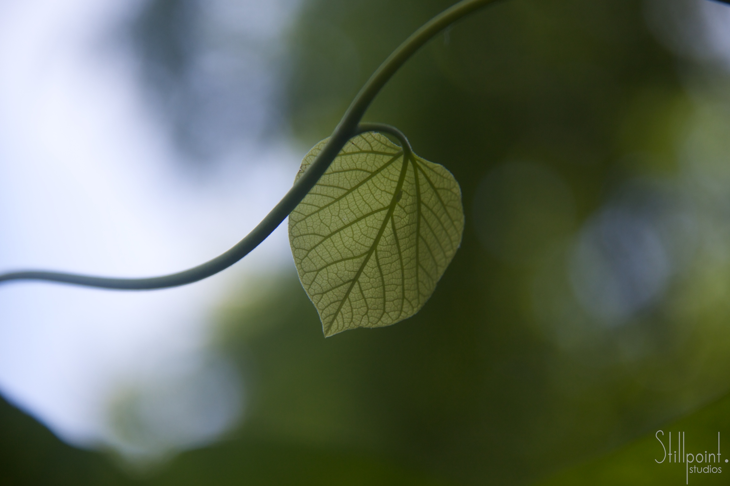 leaf bokeh