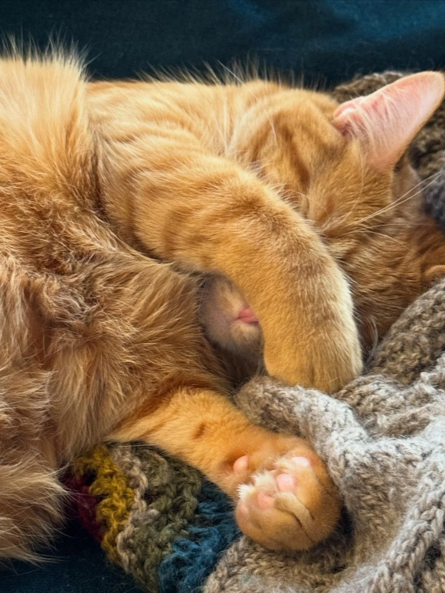 It&rsquo;s been a minute since I gave a kitten update. They are huge, beastly things!&hellip;. Marin is the one who sleeps upside down with his paws crossed. Everyone has climbed the tree&hellip;. I have no idea if we can put up any decorations&helli