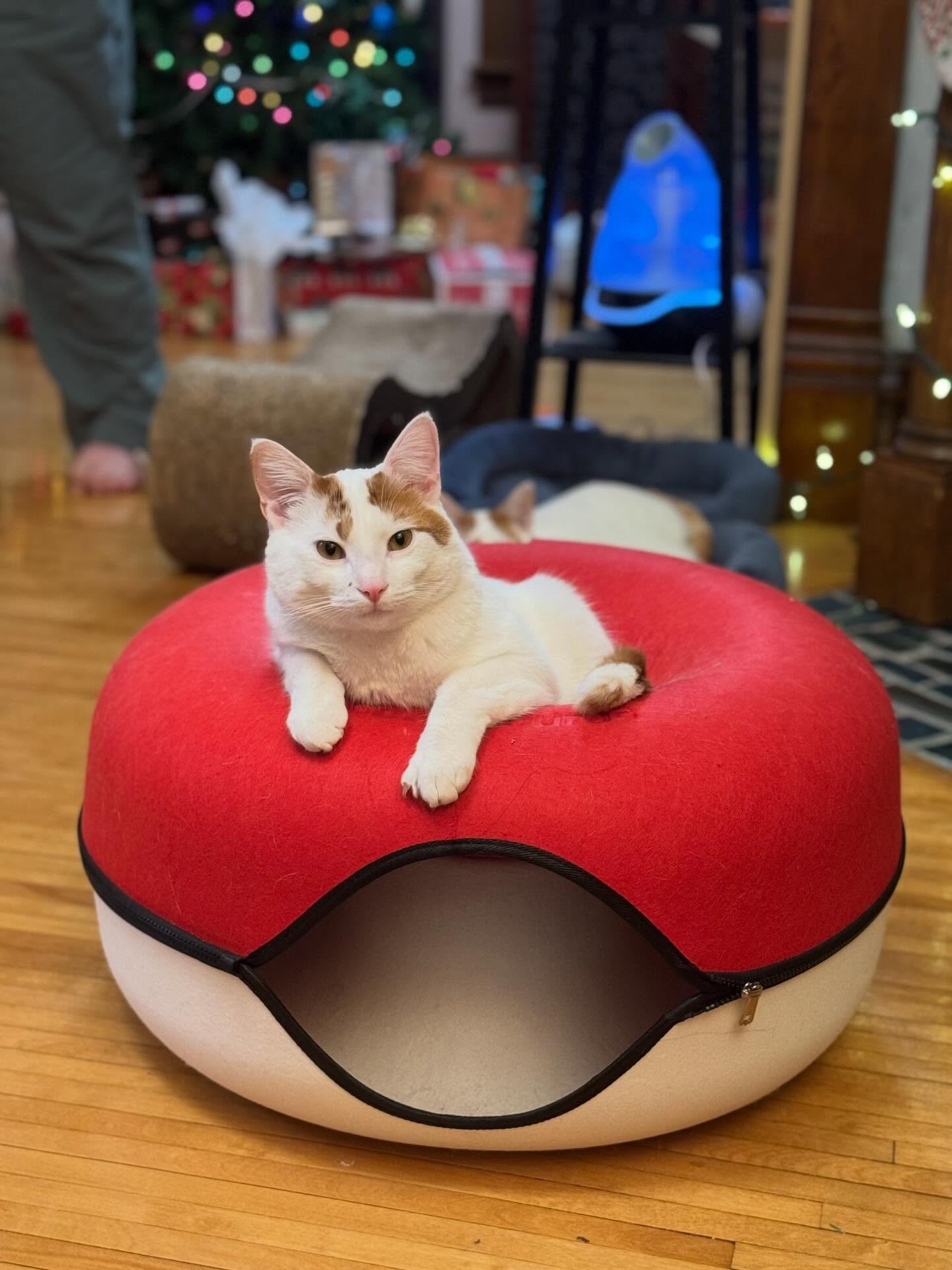 On this shortest day and longest night find your cozy! The monsters in my house like the fireplace for warming bellies. 

Last photo is our solstice cake that Aech made - it&rsquo;s a tiramisu cake!