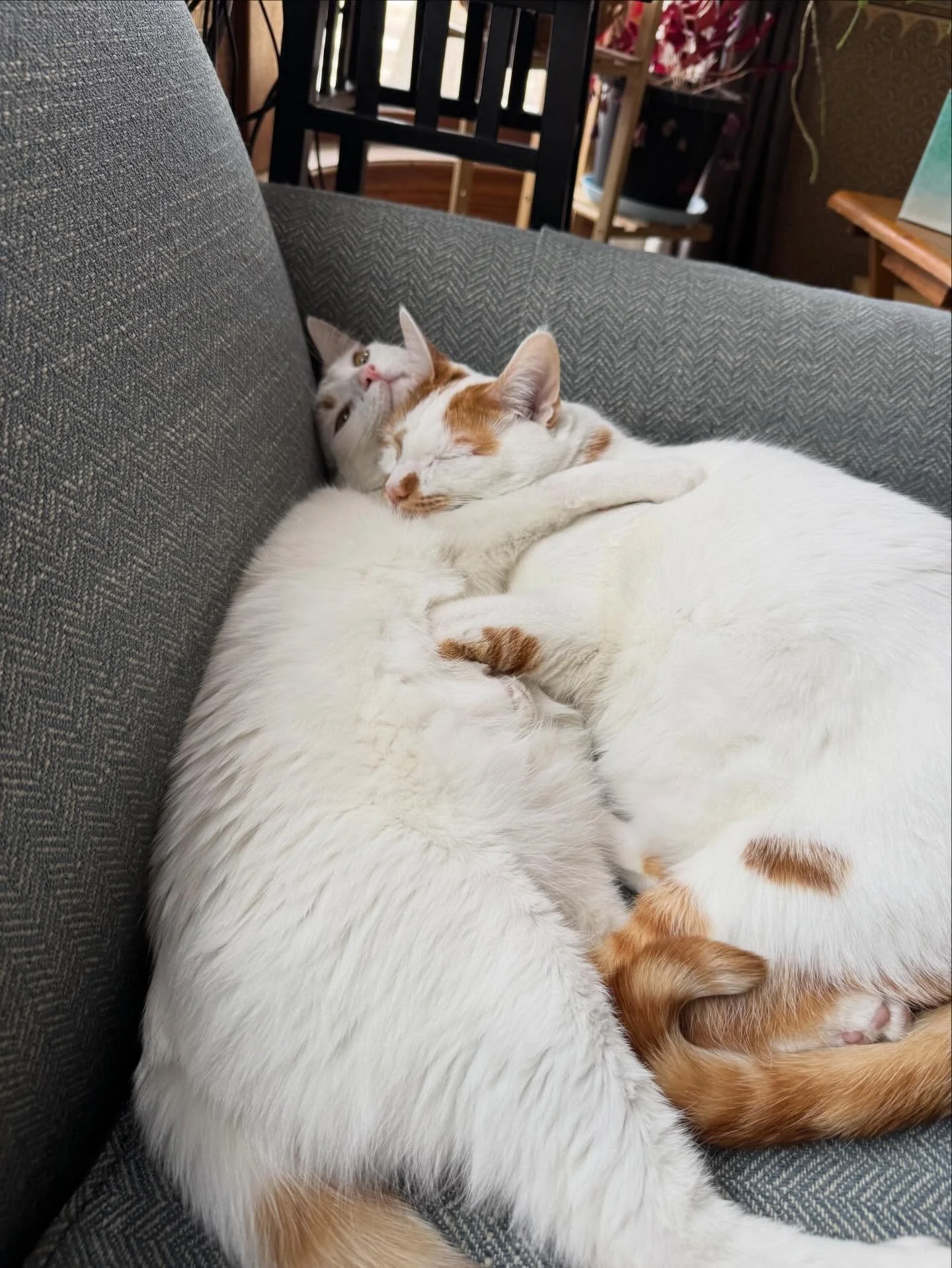 Some days you just wake up and are still the baby of the family and need snuggles&hellip; even if you are now a solid 2lbs bigger than your brother, who is most happy when not being touched. Marin is close to 14lb and it&rsquo;s like all muscle in hi