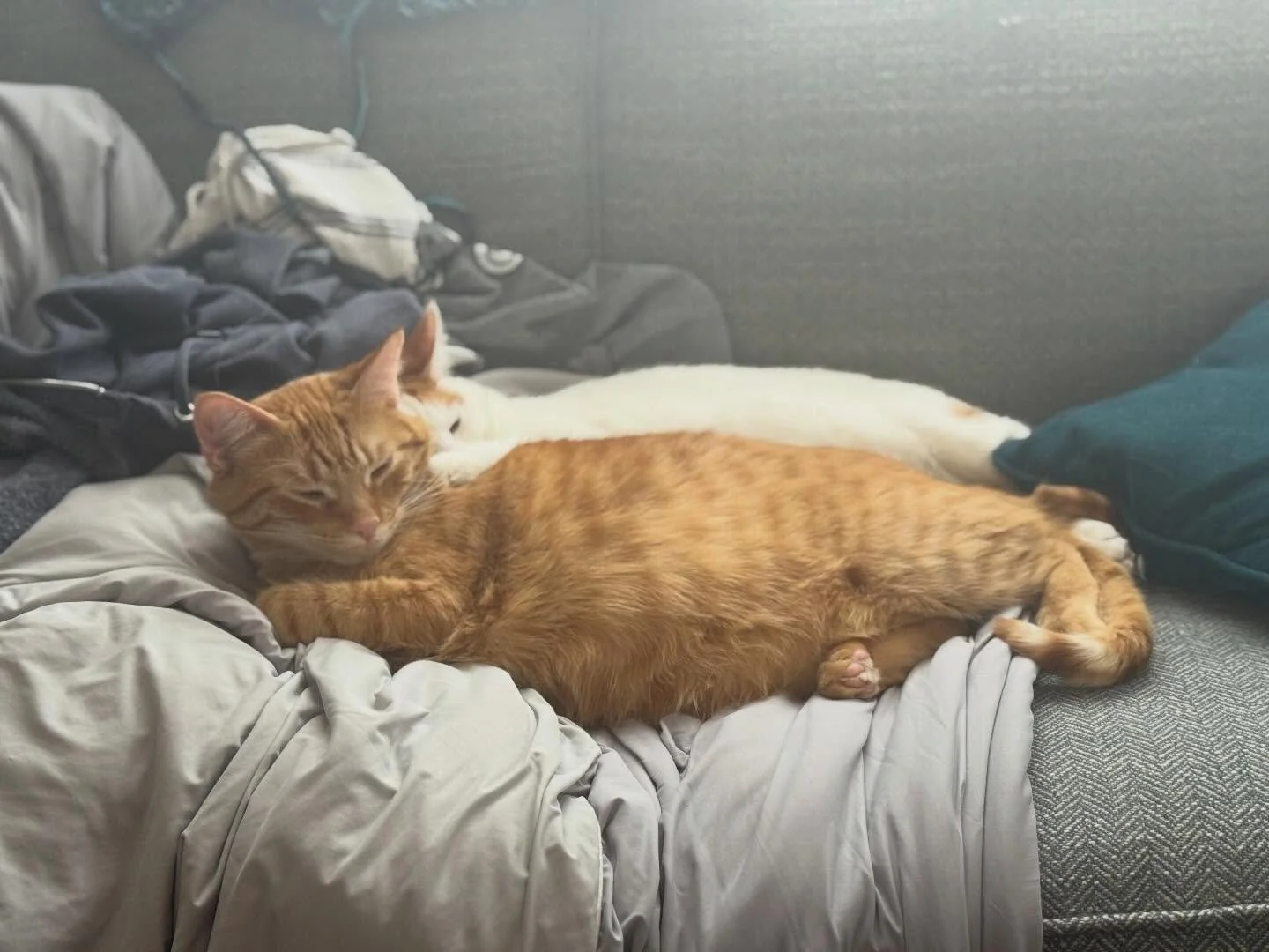 Snuggly views. I dream of one day being as relaxed for 5 min as Marin the Marvel! Pink progress on the livingroom.