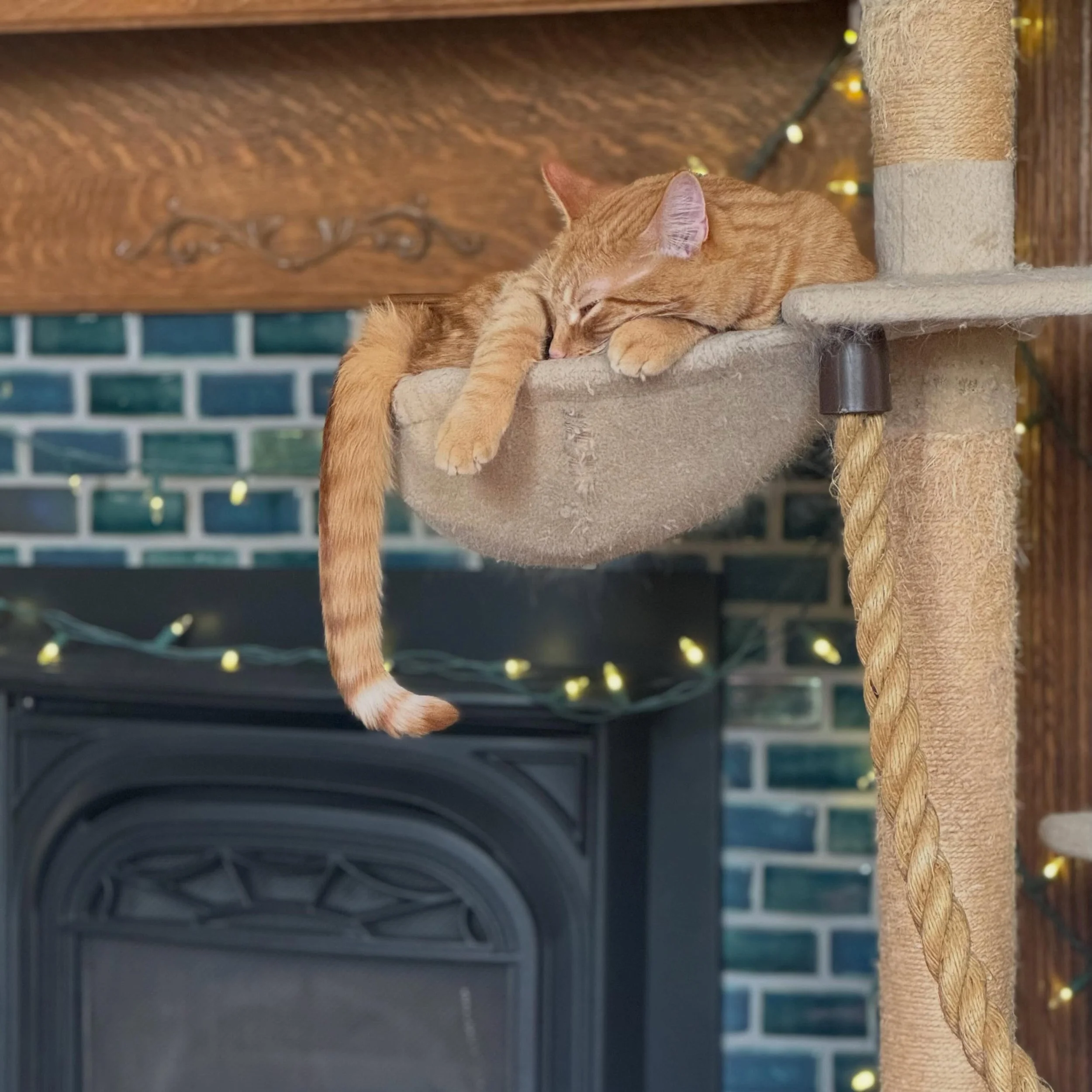 Bout day vibes! 

Home opener TODAY 5pm! I will skate at 7! 

My bout day routine is sleeping in, snuggling kittens, meditating/grounding and caffeinating! 

His tail is just hovering there at that perfect curl&hellip;. Oh to be as constantly photoge