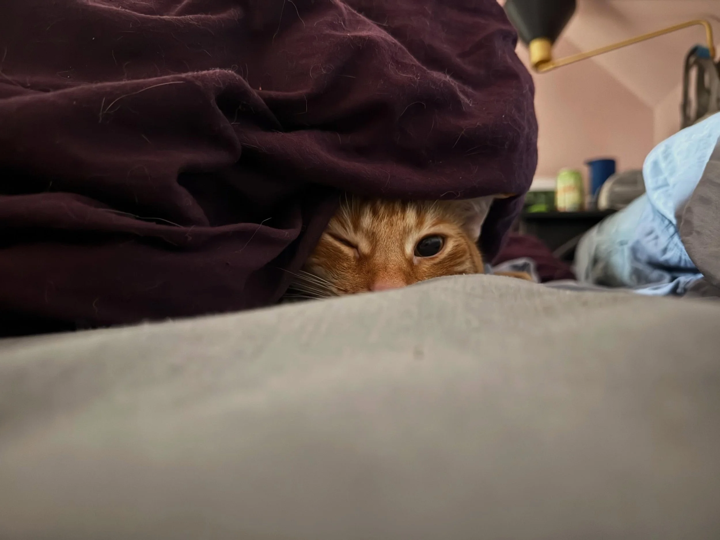 Marco is a week out from hip replacement surgery. The cats are confused by all the changes in routine and visitors. Link is very much into hiding under the blankets with me. Marin found my pile of hand knits needing to be washed. I did make a bowl th