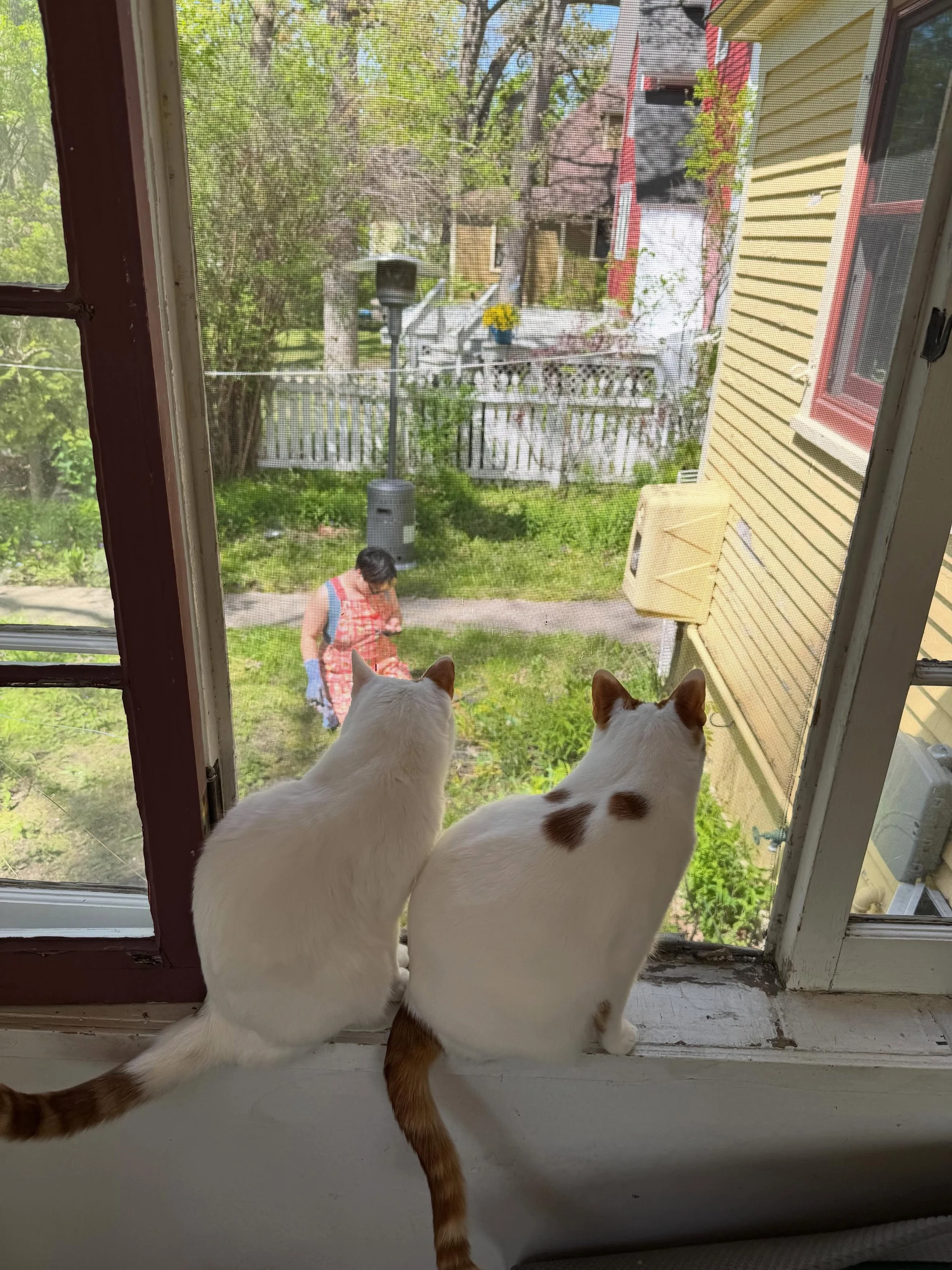 Marco is walking with crutches now&hellip; back at work&hellip; hopefully driving next week! But here&rsquo;s some things getting me through. 

Elliot is planting marigolds for me while the twins supervise. 

My lilac and redbud are beautiful togethe