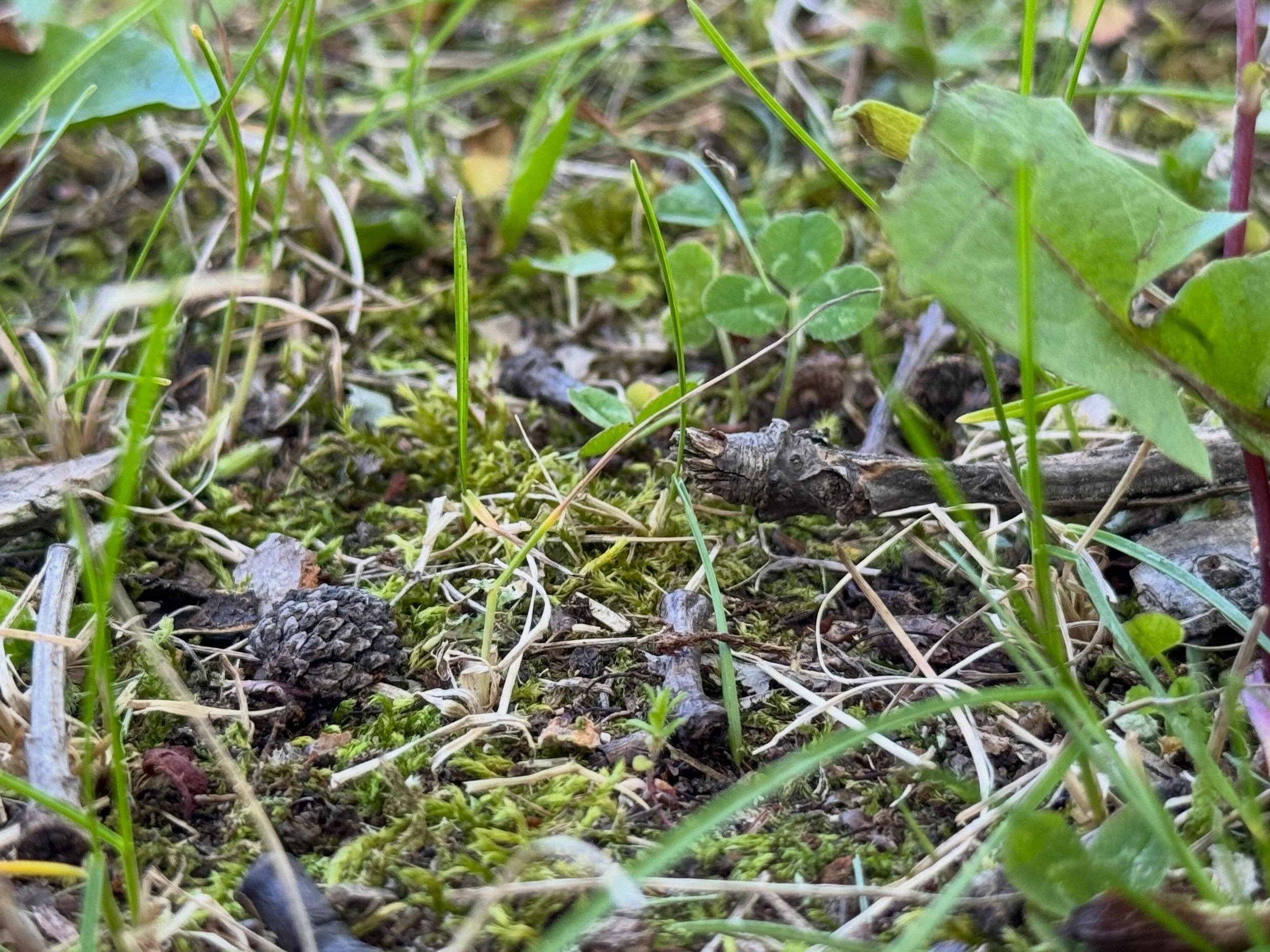 This is what my front yard looks like&hellip;. A teeny tiny forest floor. Also this shrub needs to move it has taken over the walk&hellip; but also when something does this every spring how can you hate on it?