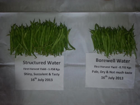 These green beans were part of our structured water trials which took place in Mysore, India. These beans were grown in identical conditions with the only difference being one crop received energised water.