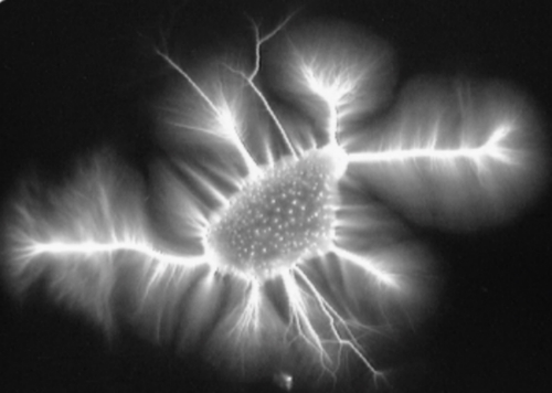 This is an image of a grain of sea salt taken with our electrophotonic imaging camera manifesting the principle of, "Form, Function, Frequency"