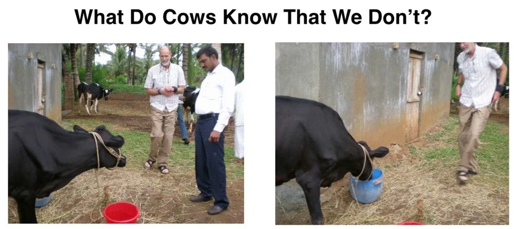 structured-water-cows.png