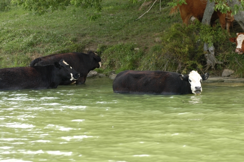 STRUCTURED WATER