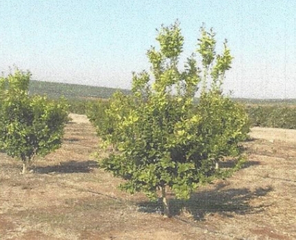 lemon2.jpg