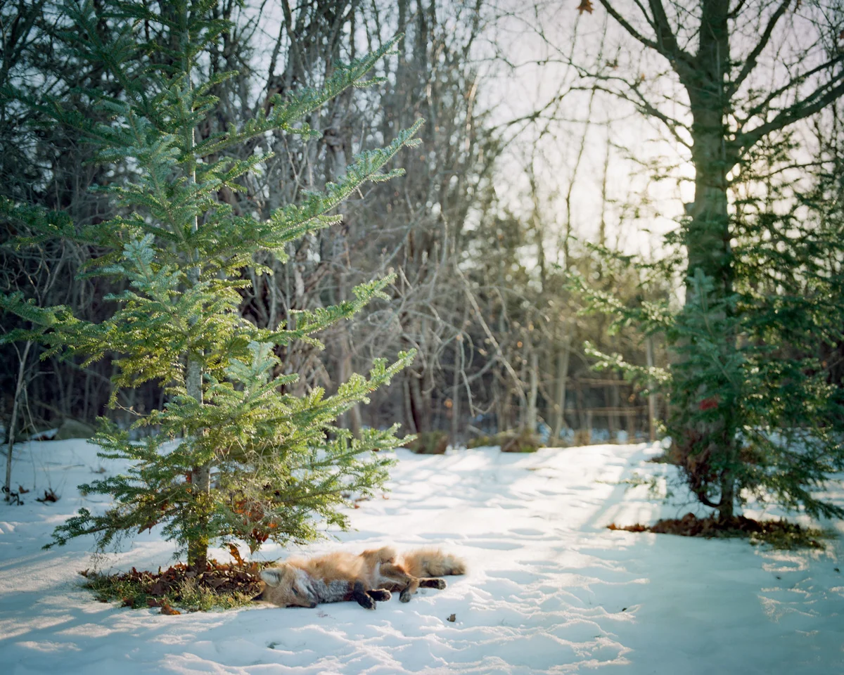 45deg_fox018.jpg