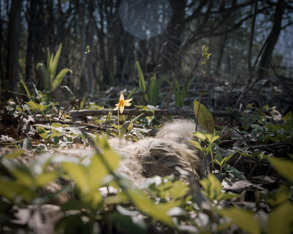 45deg_spring18031.jpg