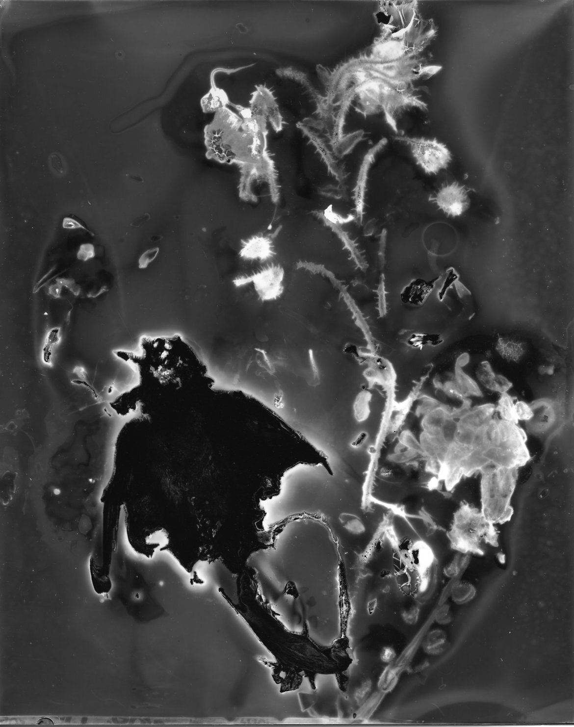 Sparrow, with Garden Flowers Gone By; November 1, 2019 – November 24, 2019, Grand Isle, VT 11x14 inch Silver Gelatin Print from an 8x10 Cameraless Negative (ed. of 5)