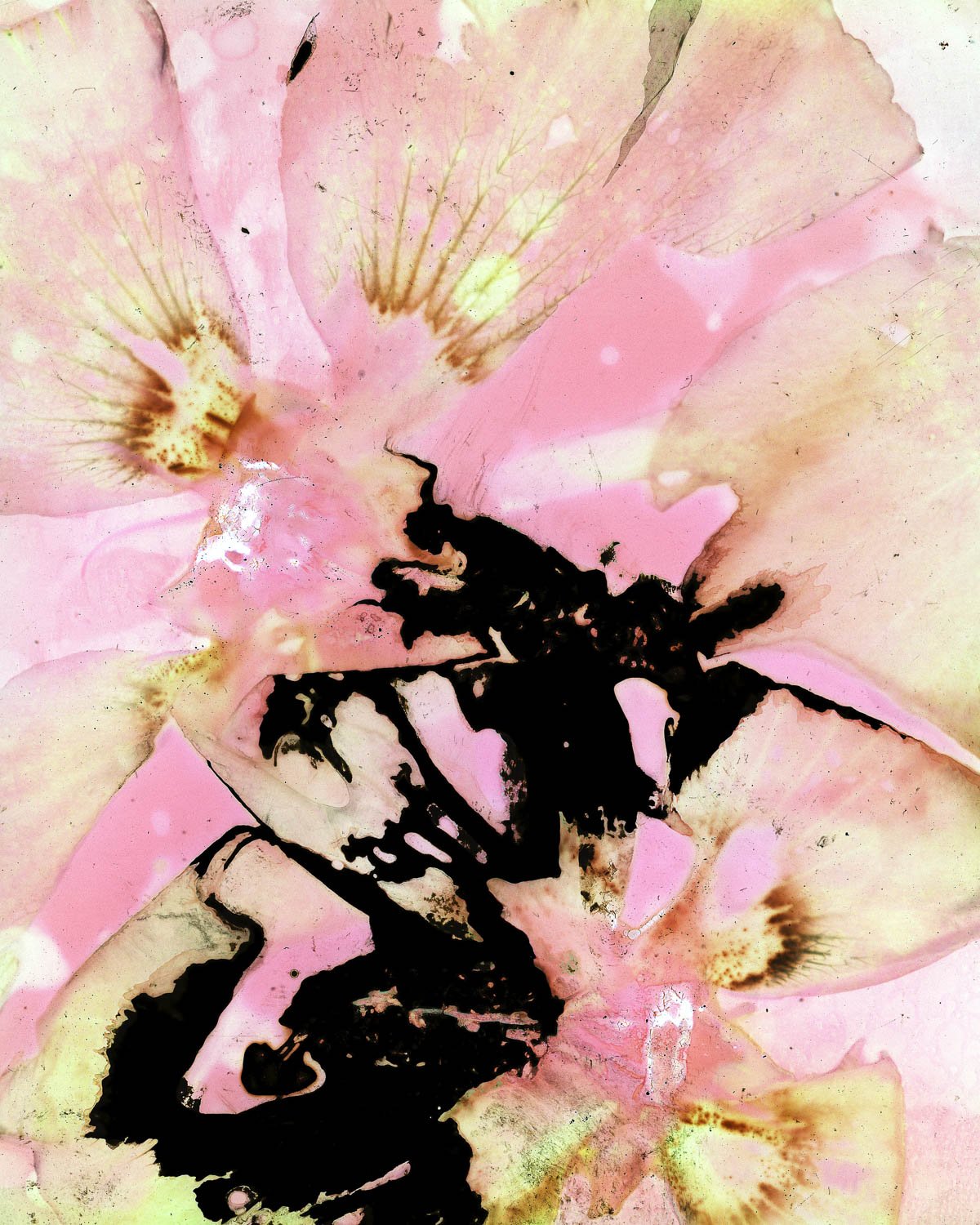 Rose of Sharon Near the Porch on Portra, with Blix; 17x22 Archival Pigment Print from Cameraless Negative