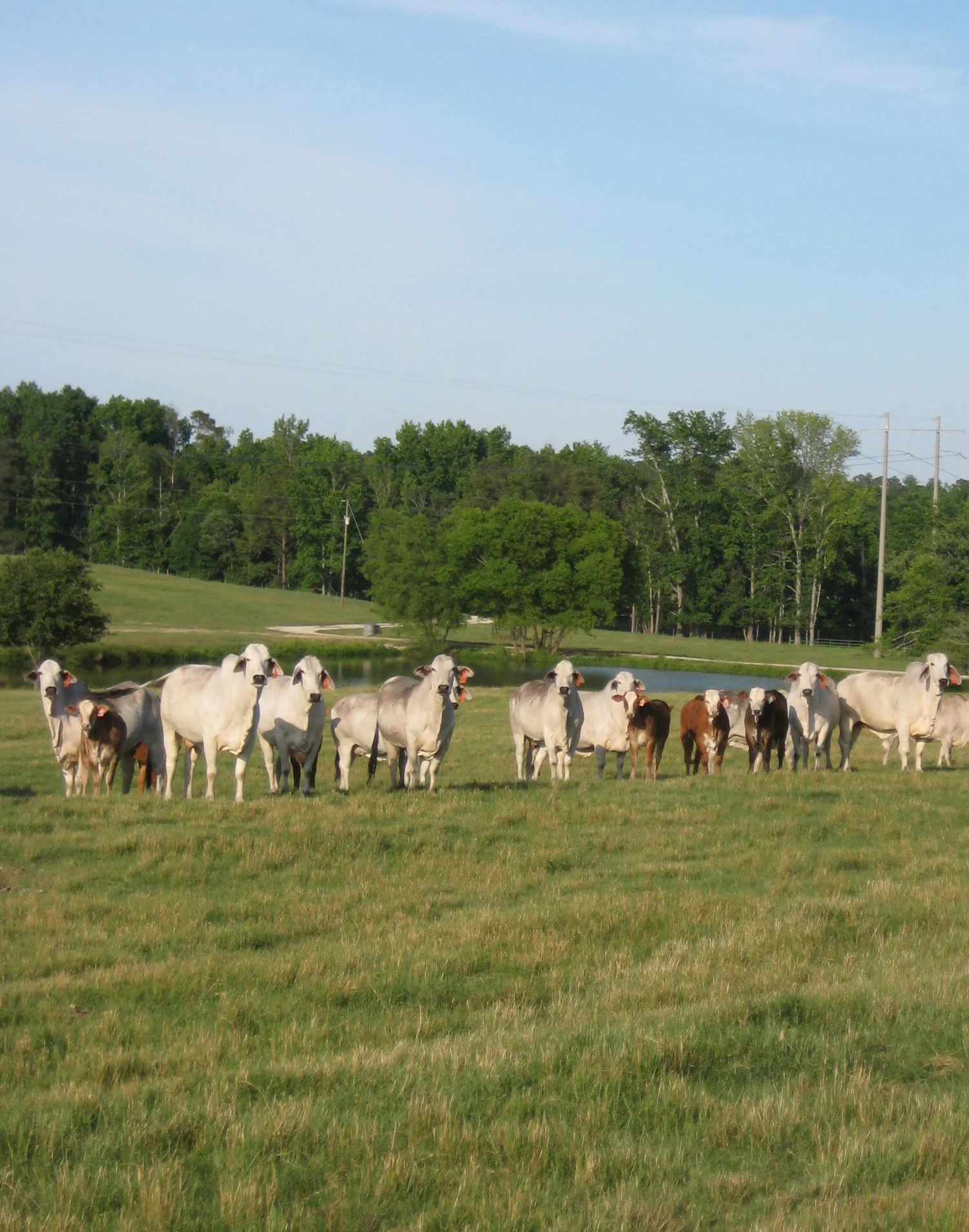 Subscribe/Renew — Gulf Coast Cattleman