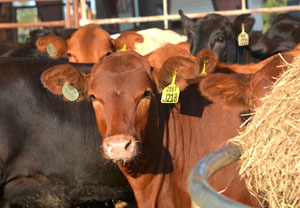 The 62nd Texas A&M Beef Cattle Short Course is scheduled Aug. 1-3 at Texas A&M University in College Station. (Texas A&M AgriLife Extension Service photo by Blair Fannin)
