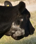 Venomous snakes are another hazard after flooding. They can kill calves and smaller livestock and cause serious injury to larger animals. (Texas A&M AgriLife Communications photo by Steve Byrns)ones distress