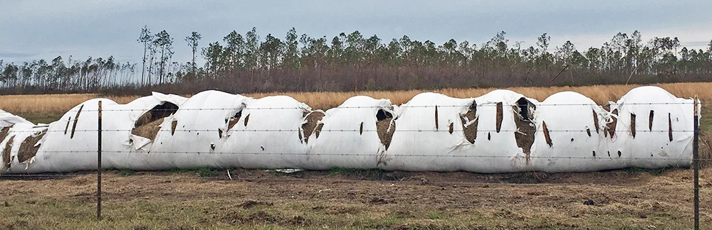 Round Bale Silage (baleage) destroyed by Hurricane Michael in Gulf County. Credit: Ann Blount, UF/IFAS