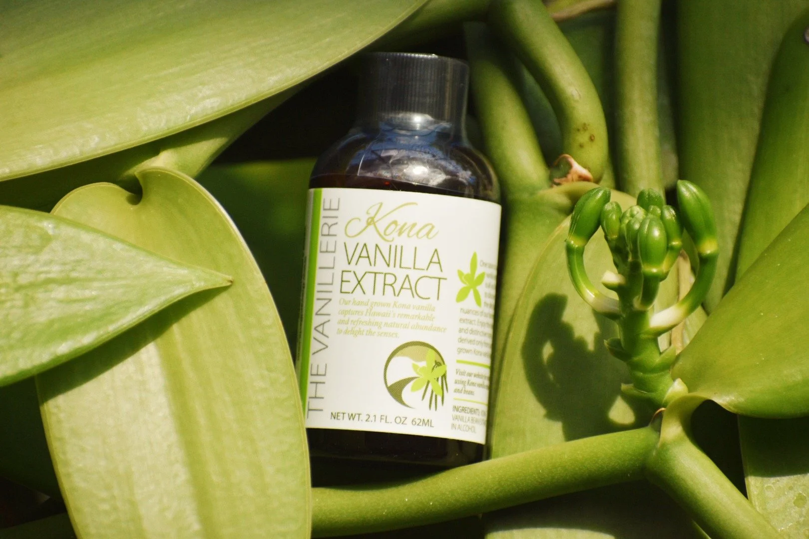 Vanilla Extract 2 oz.JPG