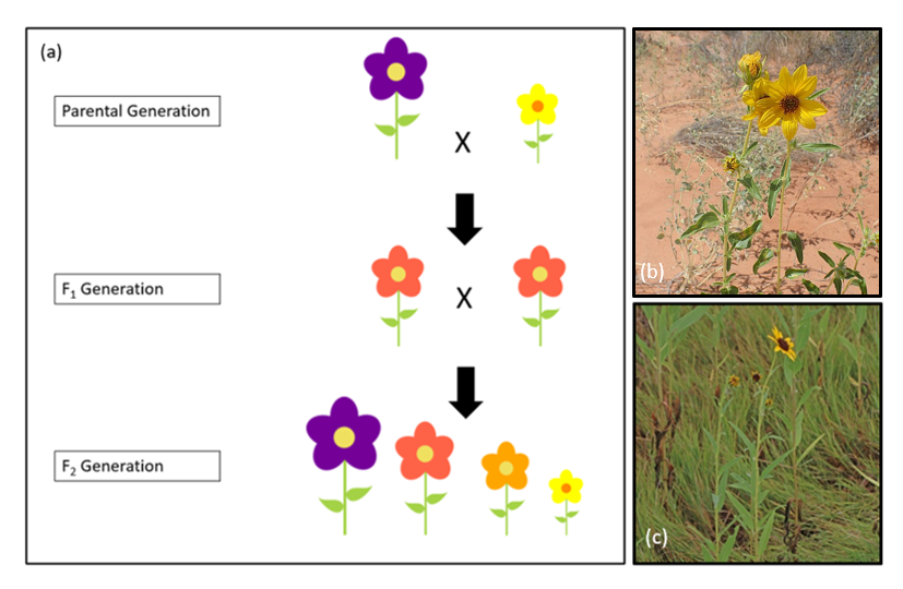 Conservation and Hybridization in a Time of Global Change — Journal of