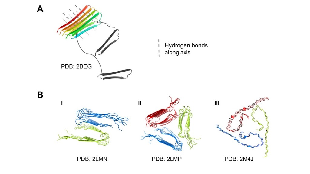 Figure 1. Aβ can aggregate into diverse structural polymorphs. (A) Microscopically, Aβ peptides arrange into β-structures by hydrogen bonds, and the aggregates form surfaces for more Aβ peptides to attach. (B) Structural polymorphs of Aβ40 solved by solid-state NMR. (i) 2-fold striated-ribbon Aβ9-40 prepared in vitro. (ii) 3-fold twisted Aβ9-40 prepared in vitro. (iii) AD patient-derived Aβ1-40 fibrils taken from brain tissue. We display different possible arrangements of the cross-β structures and flexible tails (i-iii), and the common 2- to 3-fold symmetry (i-ii). The accession codes for the relevant Protein Data Bank (PDB) structures used were noted.