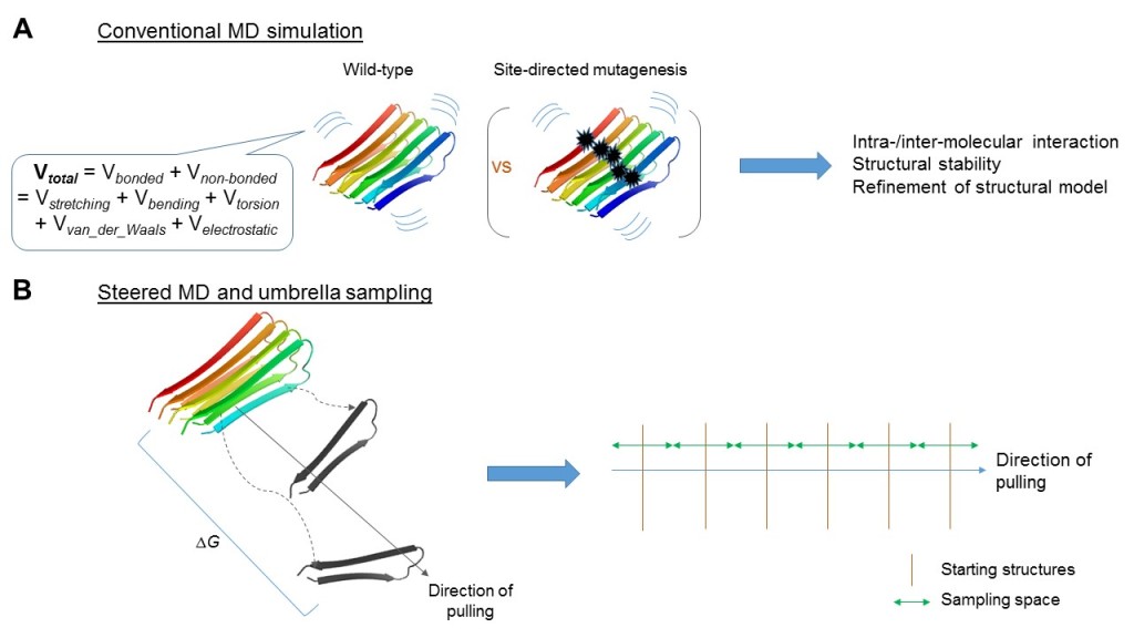 Figure 2. Conventional and steered molecular dynamics (MD) simulations address different questions. (A) Conventional MD simulation involves calculation of energy, both bonded and non-bonded, under parameterization defined by force-fields as exemplified. Coupling with, for example, site-directed mutagenesis, it is geared to study biochemical properties of the aggregates along the time-scale at atomistic resolution. (B) Alternatively, steered MD simulations, coupled with umbrella sampling could be used to address the aggregative process, e.g., by considering free energy changes (ΔG) throughout the process. PDB entry 2BEG was illustrated here.