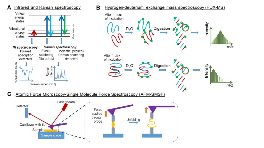 Figure 3. Different spectroscopy and spectrometry techniques vary in the principles employed to capture intrinsic changes within molecules. (A) Both Infrared and Raman spectroscopy involve excitation of the molecule to a higher energy state. The former detects the absorption of infrared radiation when the molecule is excited to a higher vibrational energy state. The latter detects the inelastic scattering of electromagnetic radiation when the molecule returns from a higher virtual energy state while retaining some photon energy. This inelastic scattering is a very rare occurrence detected only through filtering out the elastic scatterings simultaneously. (B) For HDX-MS, when the peptides (blue and red) are still monomers, HDX (deuterium as green dots) occurs rapidly along the peptide backbone. As incubation progresses, peptides start to aggregate, and the core is protected from rapid HDX. MS analysis at these two time-points numerates differences. m/z, mass-charge ratio. (C) In AFM-SMSF, the cantilever beam tip serves as a probe to gauge the topography and to apply force to measure mechanical stability/elasticity of peptide aggregates.