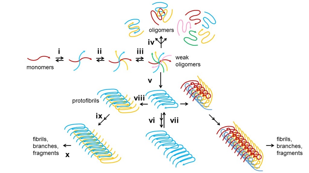 Figure 4. Computational and experimental approaches propose an intergrative model of amyloid aggregation dynamics. The dynamic process of amyloid aggregation is summarized from research utilizing techniques of ssNMR, MD simulation, EM, Fourier transform infrared spectroscopy, kinetic assays, radio-labelling and cell viability experiments. (i-iii) Aβ monomers grow by opportunistic reversible adhesion to each other into different sizes of oligomers. (iv) Weak oligomers might undergo structural rearrangement into more stabilized oligomeric aggregates or (v) commit to extendible fibril nucleation. (vi) Short monolayer protofibrils elongate and (vii) fragment upon instability. (viii) Repeated growth and fragmentation generate short regular fragments which enable fibril thickening into varying layers and morphology, e.g., two-layer striated-ribbons or three-layer twisted morphology as illustrated, depending on physiological conditions. (ix) These structures continue to elongate with minor unit detachment, and branch out by secondary nucleation. (x) Sustained growth gives massive fibril meshes.