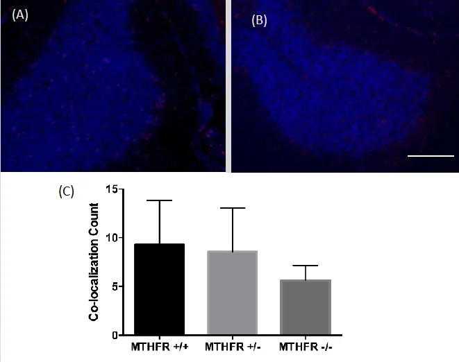 Figure 3. Combined images of the co-localization of PH3 and DAPI immunofluorescence staining in the cerebellum of (A) a wild-type MTHFR mouse (+/+) and (B) a homozygous knockout MTHFR mouse (-/-). 200X magnification. Scale bar 50µm. Mean co-localization count in the cerebellum of MTHFR knockout mice and controls (C). No statistically significant differences were viewed ( F (2,13) = 1.29, p = 0.309). Standard deviations are represented in the figure by the standard deviation bars attached to each column.