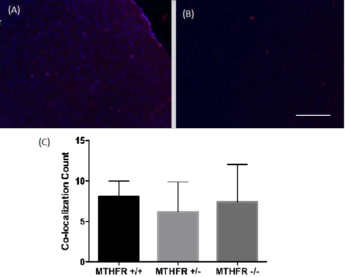 Figure 4. Combined images of the co-localization of PH3 and DAPI immunofluorescence staining in the cortex of (A) a wild-type MTHFR mouse (+/+) and (B) a homozygous knockout MTHFR mouse (-/-). 200X magnification. Scale bar 50µm. Mean co-localization count in the cortex of MTHFR knockout mice and controls (C). No statistically significant differences were viewed ( F (2,10) = 0.26, p = .773). Standard deviations are represented in the figure by the standard deviation bars attached to each column.