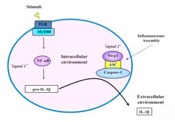 Figure 1. Diagram summarizing the NLRP3 inflammasome activation and IL-1β secretion. Signal 1 is the priming step, where inactive precursor, pro- IL-1β, is accumulated. Signal 2 involves the assembly of an inflammasome complex consisting of NLRP3, ASC and Caspase-1, which is responsible for cleavage of pro-IL-1β into the active form IL-1β, for further secretion by the cells.