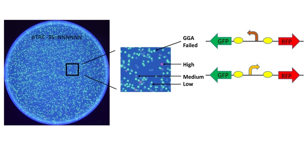 Figure 3. Library of mutant promoters. The -35 region of the Ptac promoter (TTGACA) was replaced with the sequence NNNNNN(N=A,T,C,G) to produce a library of 4,096 mutant promoters in pClone Red. Green colonies indicate failed GGA. Non-green colonies have variable RFP levels as determined by promoter strength.