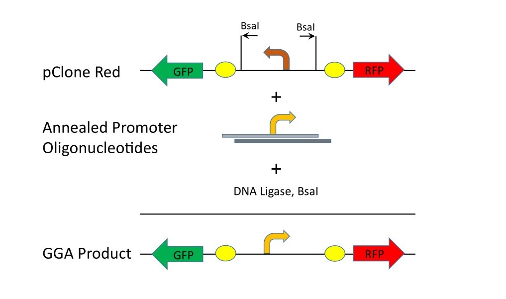 Figure 2. Cloning mutant promoters with pClone Red. Mutant promoters in the form ofannealed promoter oligonucleotides can be cloned into pClone Red with Golden Gate Assembly (GGA) using BsaI and DNA ligase.In the resulting GGA products, the strength of the mutant promoters canbe measured by RFP production.